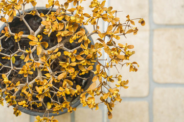 global warming concept dead dried yellow leaves plant in pot