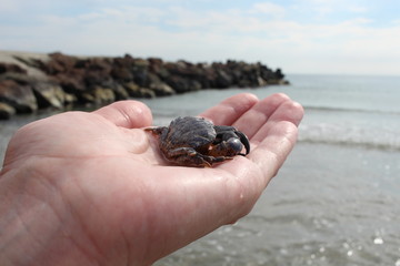 The jaguar round crab (Xantho poressa) on a female hand against a background of a sea coast close-up.
