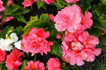 Begonia sweet spice pink flowers with green