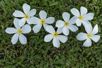 Frangipani on grass