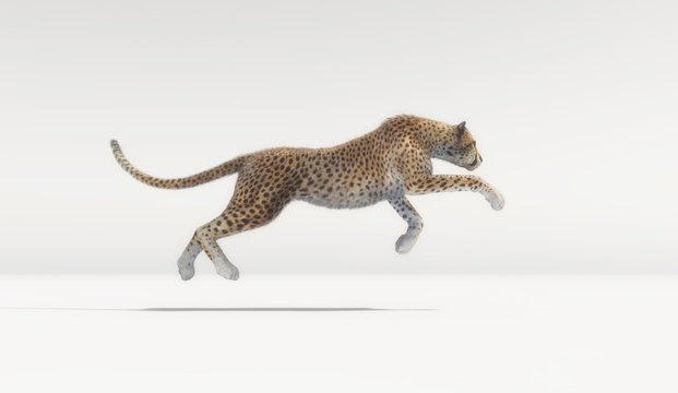 A beautiful cheetah running on white background
