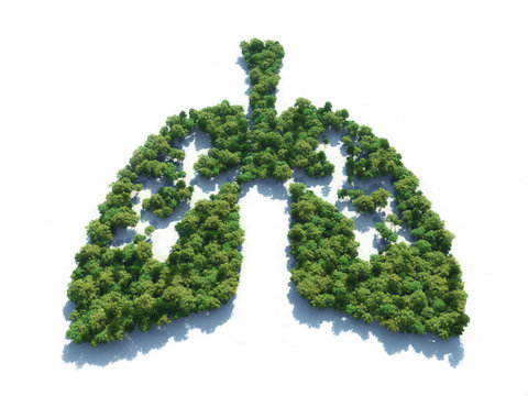 Conceptual image of a forest in shape of lungs