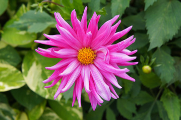 Obraz premium SONY DSC