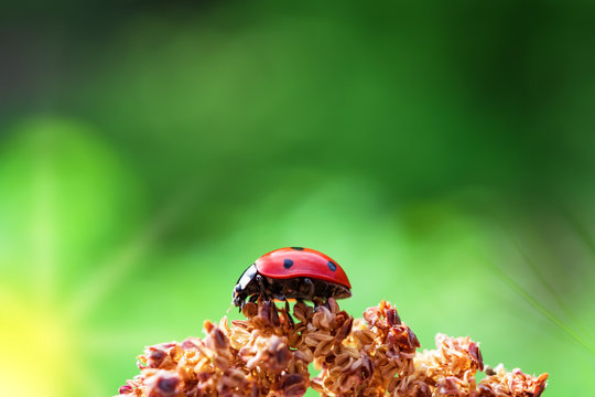 Ladybug on green tender grass, beautiful artistic image, background, blank for postcard, macro, selective focus

