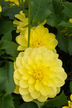 Yellow flowers of dahlia border sisa with green foliage
