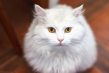 home white cat breed of the Turkish angora sitting