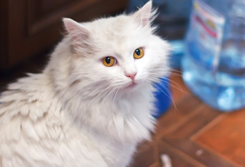 home white cat breed of the Turkish angora sitting