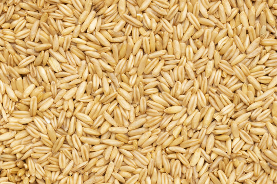 oats grain for background