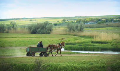 horse harnessed in a cart carries people and loads in the summer landscape, rural life, © kolyadzinskaya