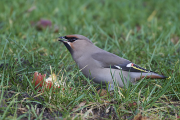 Bohemian waxwing (Bombycilla garrulus)