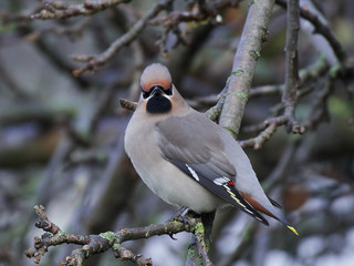 Bohemian waxwing (Bombycilla garrulus)