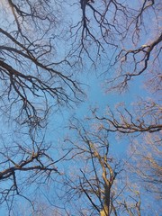 Trees on the blue sky
