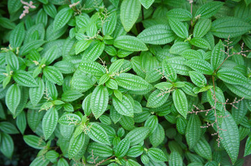 Pilea microphylla or rockweed or artillery plant or gunpowder plant green foliage