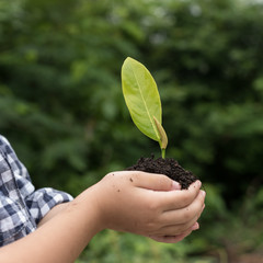 Selective focus on plant, Child holding young seedling plant in hands tree bokeh background. Concept Earth day