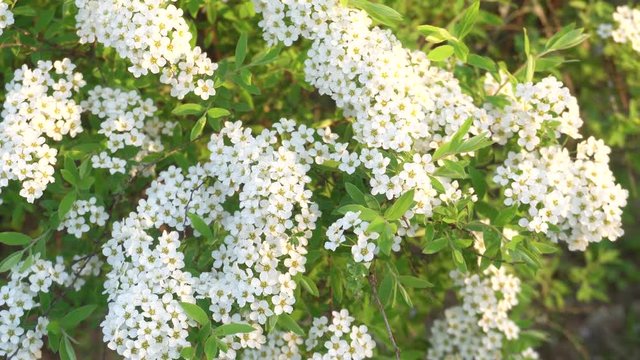 Background of white garden flowers alyssum