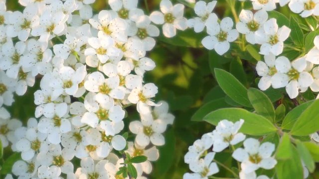 Background of white garden flowers alyssum