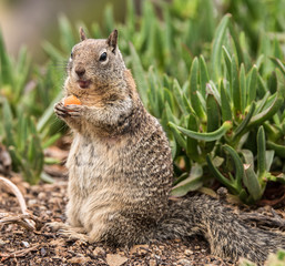 Ground Squirrel sitting up eating a carrot on the cliffs in La Jolla, California