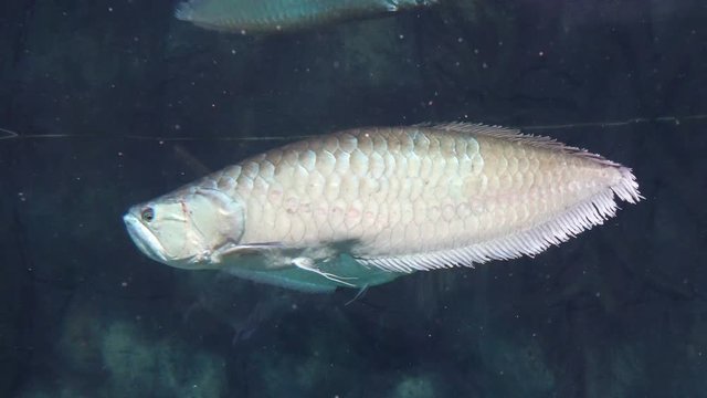 Silver arowana, Osteoglossum bicirrhosum floats in the aquarium