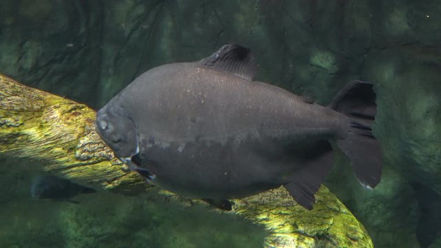 Piranha (serrasalmus nattereri) predatory fish in the aquarium