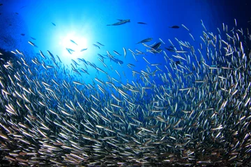 Foto op Canvas Sardines fish underwater  © Richard Carey