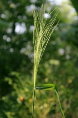 grass flower