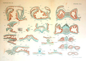 Fototapeta na wymiar Illustration of the anatomy of the jellyfish