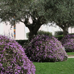 Verbena, purple perennial flowers with many small flowers