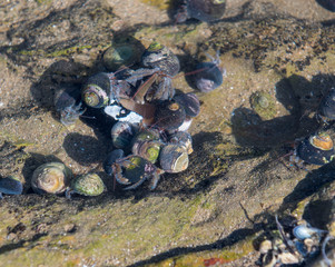 Hermit Crab Convention