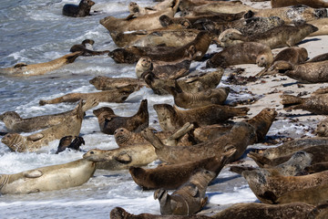 Harbor seals on a beach