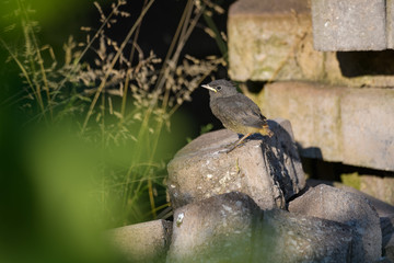 A young redstart waiting to be fed by its mother