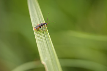 A small beetle sitting on grass