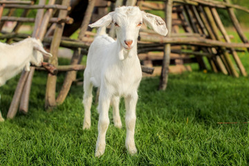 Obraz premium Young goat kid, on fresh spring green grass with wooden hay racks in background.