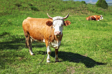 Cow, shackled with metal chain looking into camera, grazing on spring meadow with another one lying in background
