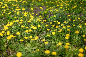 Obraz premium Very shallow depth of field photo (only few flowers in focus) of meadow, yellow dandelions and violet blossom in green grass. Abstract spring background.