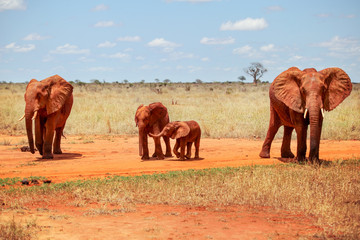 Naklejka premium Family of four African bush elephants (Loxodonta africana), covered with red dust, walking in savanna. Tsavo East national park, Kenya