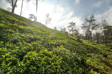 Tea gardens in bright morning sunlight. Kandy, Sri Lanka