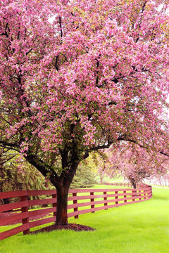 Beautiful spring time nature background. Scenic view with beautiful pink blooming trees along wooden fence. Midwest USA, Wisconsin. Vertical composition.