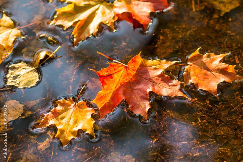Wall mural maple leaf in water, floating autumn maple leaf. colorful leaves in puddle. selective focus. sunny a