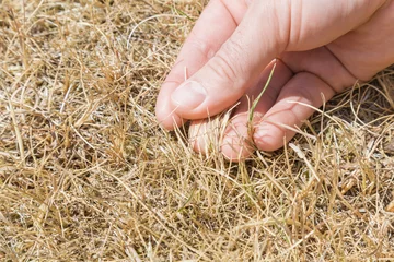Poster Man's hand showing the dried grass without rain for a long time. Closeup. Hot summer season with high temperature. Low humidity level. Environmental problem. Global warming. © fotoduets