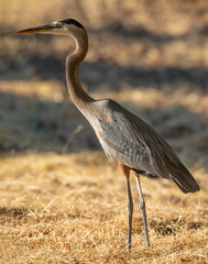 Great blue heron, seen in the wild in North California 