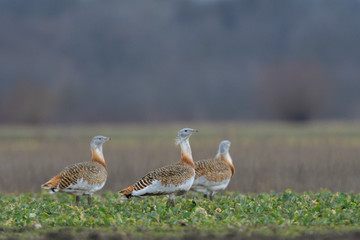 Great Bustard (Otis tarda) on the field in springtime