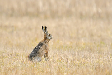 Naklejka na ściany i meble Nice Hare on a field