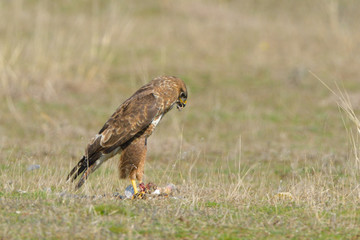 Common Buzzard eating