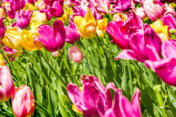 Pink Yellow Tulips