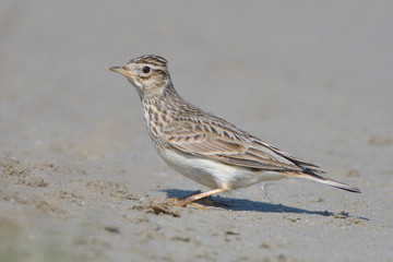 Eurasian Skylark on the ground