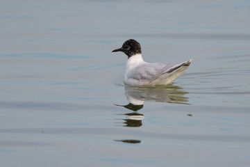 Little Gull (Hydrocoloeus minutus)  on water