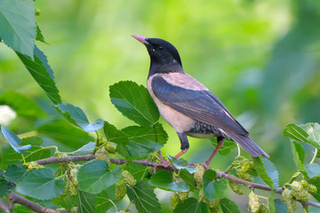 Rosy starling (pastor roseus)