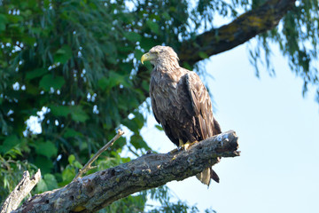 White Tailed Eagle on a branch