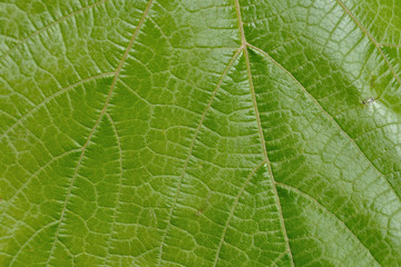 Fondo de hoja de vid