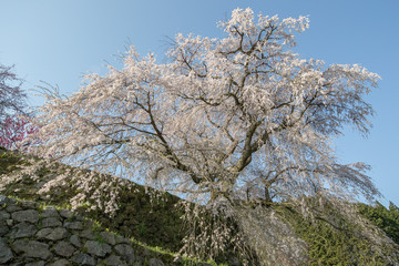 Matabei sakura , beloved giant draping cherry tree planted in Hongo area in Uda city, Nara...